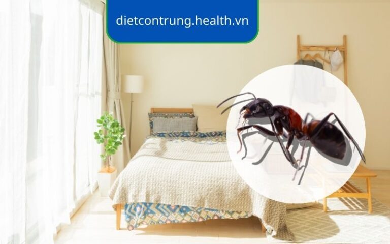 Tổng hợp 7 cách đuổi kiến đen trong phòng ngủ hiệu quả, dễ làm - Tam ...