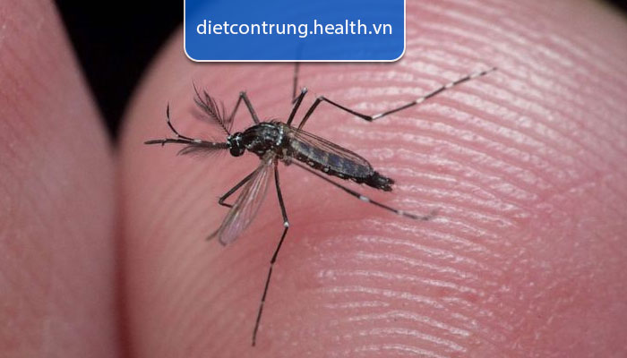 Trong thực tế muỗi có bay cao được không? - Tam Hiệp PestMaster